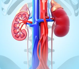 kidney health care