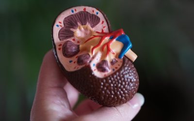 Your first nephrology visit: what to expect and how we personalize your kidney care
