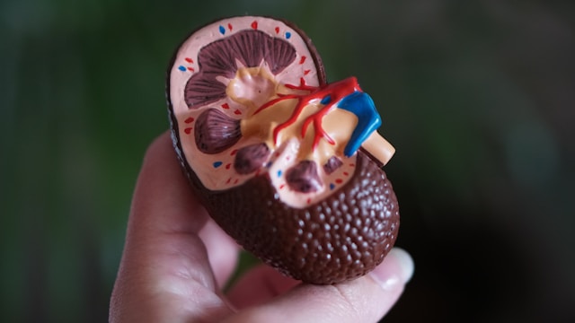 Your first nephrology visit: what to expect and how we personalize your kidney care